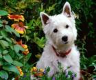 West Highland Beyaz Terrier bir onun kişiliği ile tanınan İskoçya köpek ırkı ve parlak beyaz